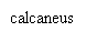 Zone de Texte: calcaneus
