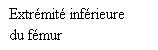 Zone de Texte: Extrmit infrieure du fmur