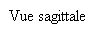 Zone de Texte: Vue sagittale